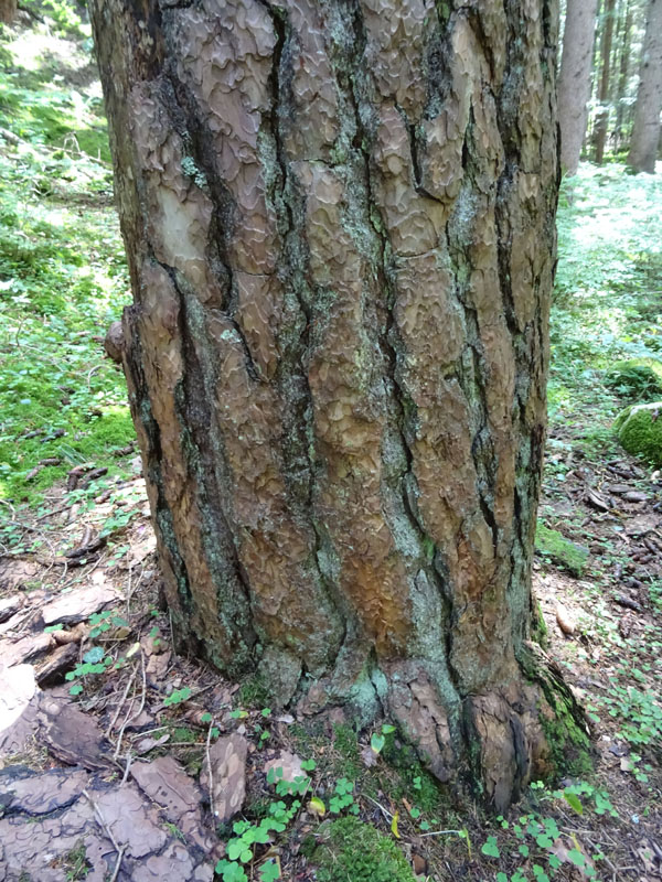 Il pino silvestre di Folgaria ( 150 anni ) ..... morente !
